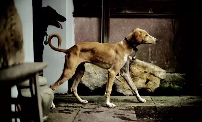 青島別墅景觀設(shè)計(jì)