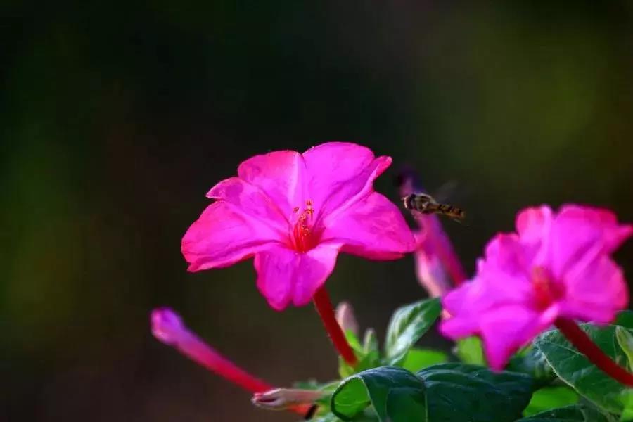 青島花園設(shè)計-夜來香