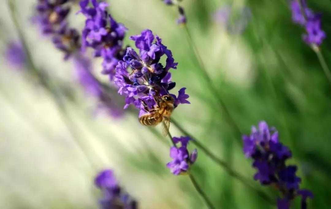 青島花園設(shè)計-薰衣草