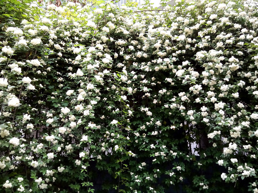 青島花園設(shè)計-七里香