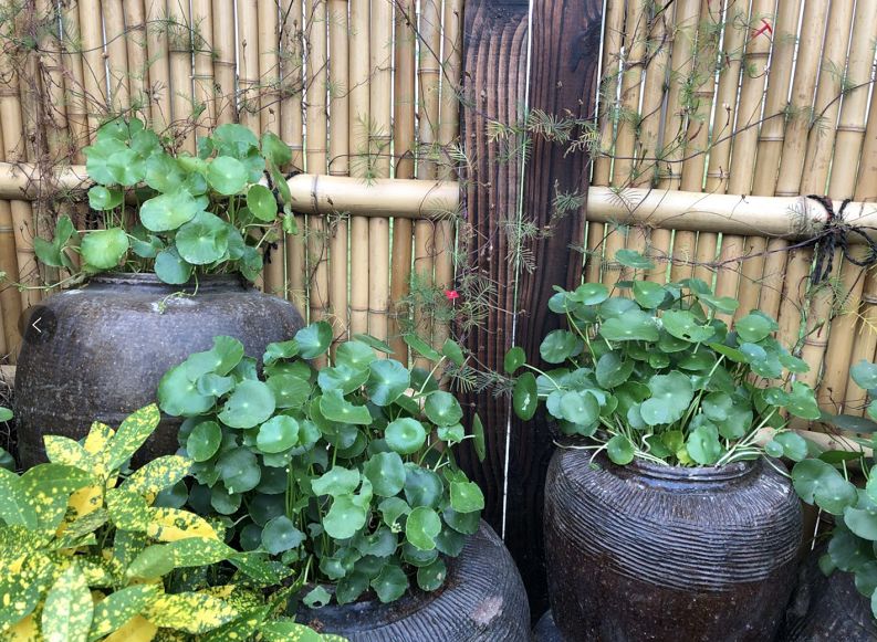 青島庭院設(shè)計,青島別墅庭院設(shè)計