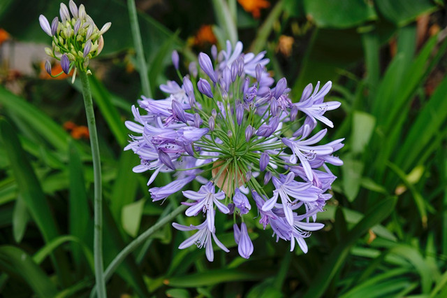 青島別墅庭院設(shè)計