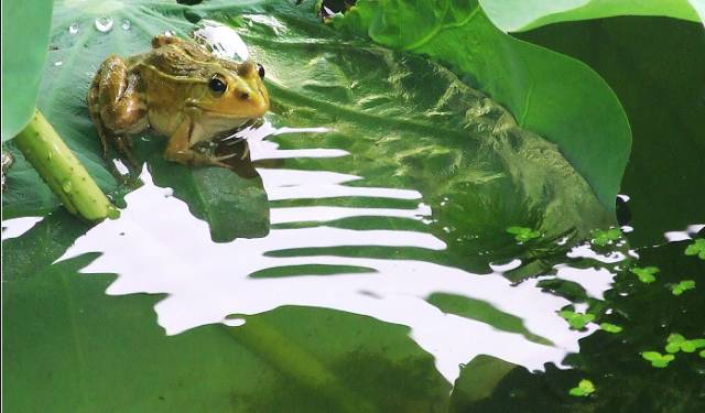 芒種時節(jié)，青島庭院設(shè)計那些事兒