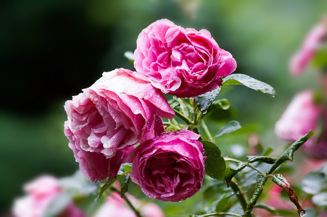 現(xiàn)代、中式、日式庭院設(shè)計(jì)植物選配有哪些講究?