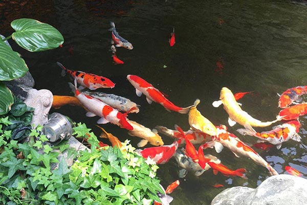 青島錦鯉魚池如何養(yǎng)護(hù)才能干凈清澈？