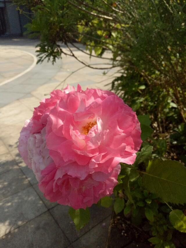 別墅庭院設(shè)計不只有亭臺樓閣 還有姹紫嫣紅，錦上添花