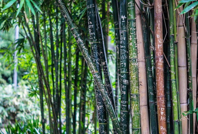 這10種樹，宜栽于庭院入口，你種對了么？