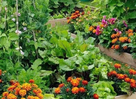 青島花園設(shè)計(jì)這樣規(guī)劃，“魚和熊掌”可兼得