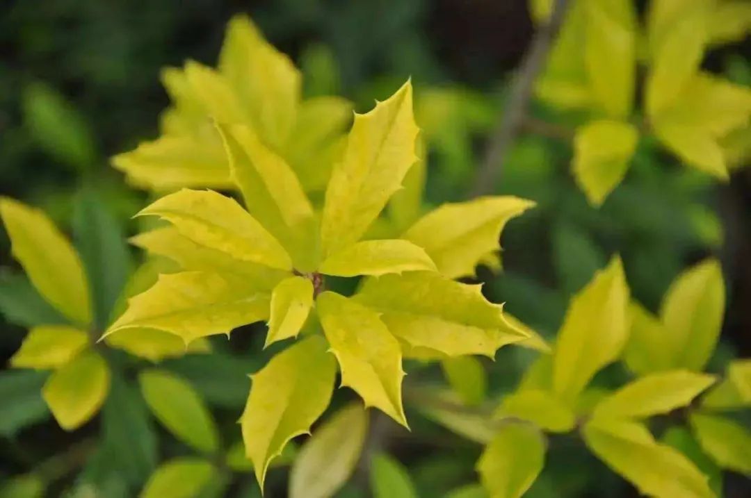 精品球類(lèi)植物匯總之彩葉球篇