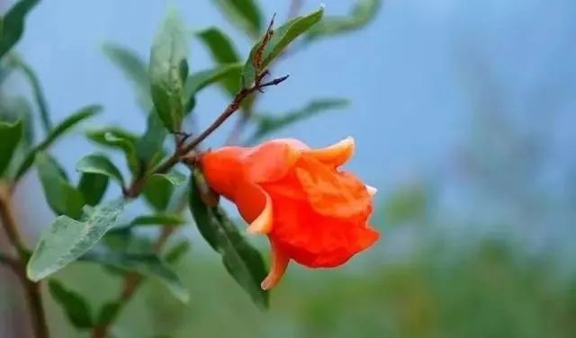 這10種花植，添置進(jìn)你的小院中，芳香四溢，心情愉悅~