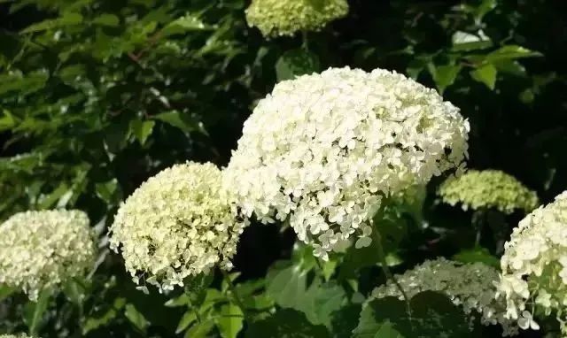 夏天來襲！你的小院里確定不裝扮上這么美的繡球花？