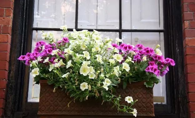 窗臺(tái)也能造花園？好有生命力！