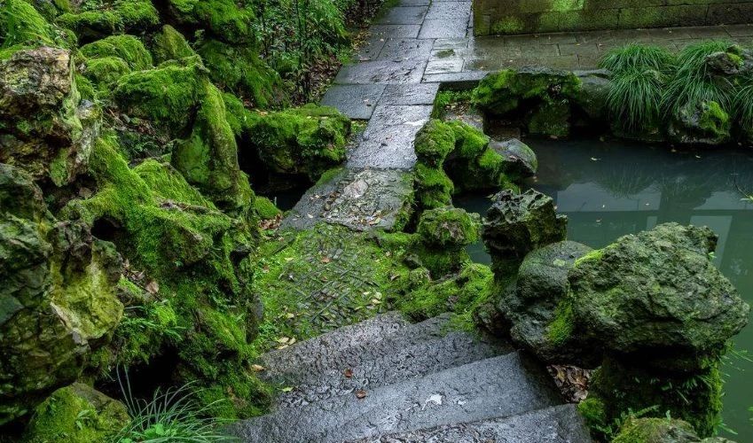 庭院養(yǎng)苔，清新又雅致~