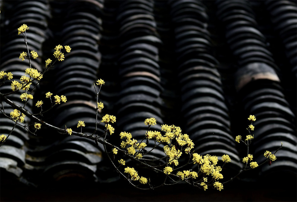 那些讓人陶醉其中，不能自拔的中式庭院，離不開這幾個核心色彩！