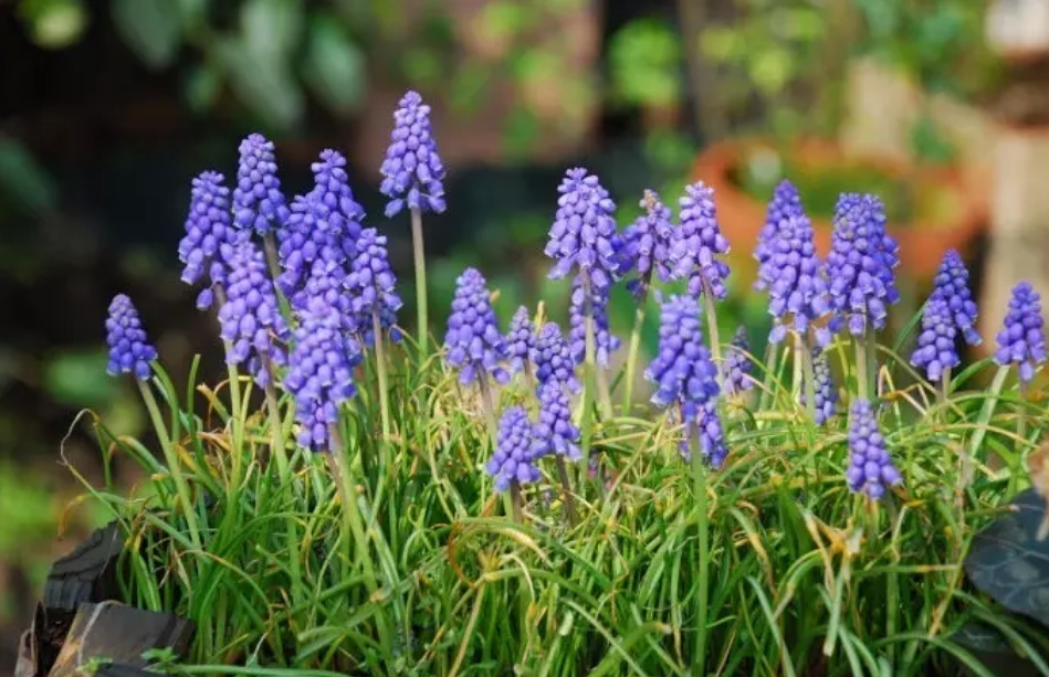 花園庭院里，常見的18種鑲邊植物