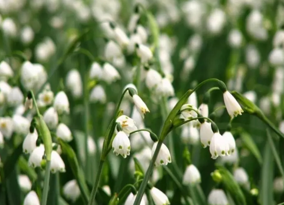 低成本打造陽臺花園，美到讓你不想出門