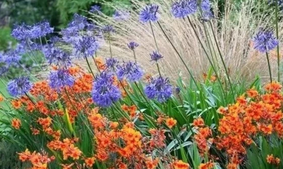 做好花境植物配置，給你意想不到的驚喜！