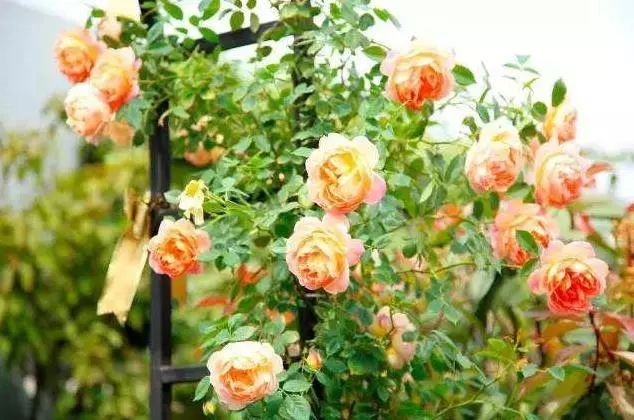 如此漂亮的花園設計，誰看了都會心動。濰坊庭院設計