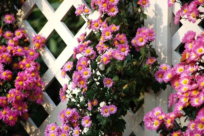 愿有一方庭院，遠(yuǎn)離塵囂，安放詩(shī)意的靈魂