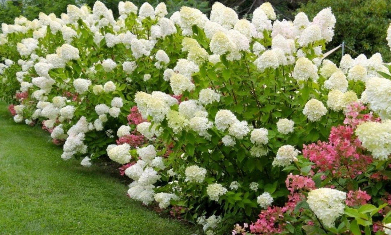 如此漂亮的花園設(shè)計(jì)，誰看了都會(huì)心動(dòng)