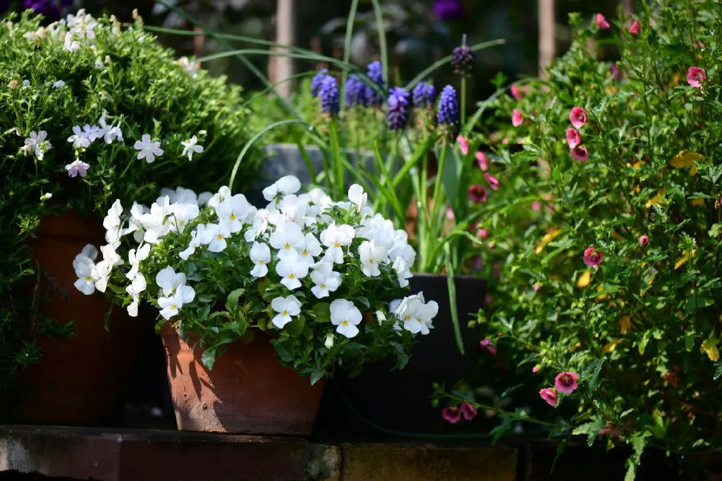 花園之美，美在哪些方面？