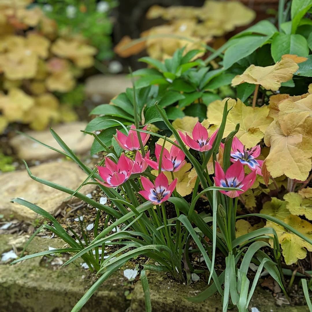 裝飾小品，把它帶到花園里，快樂翻倍