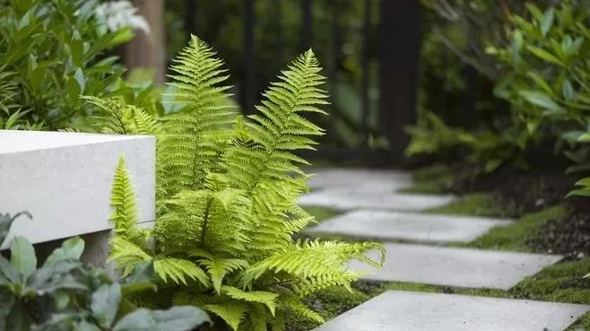 花園汀步，雜亂與韻律的交融之美