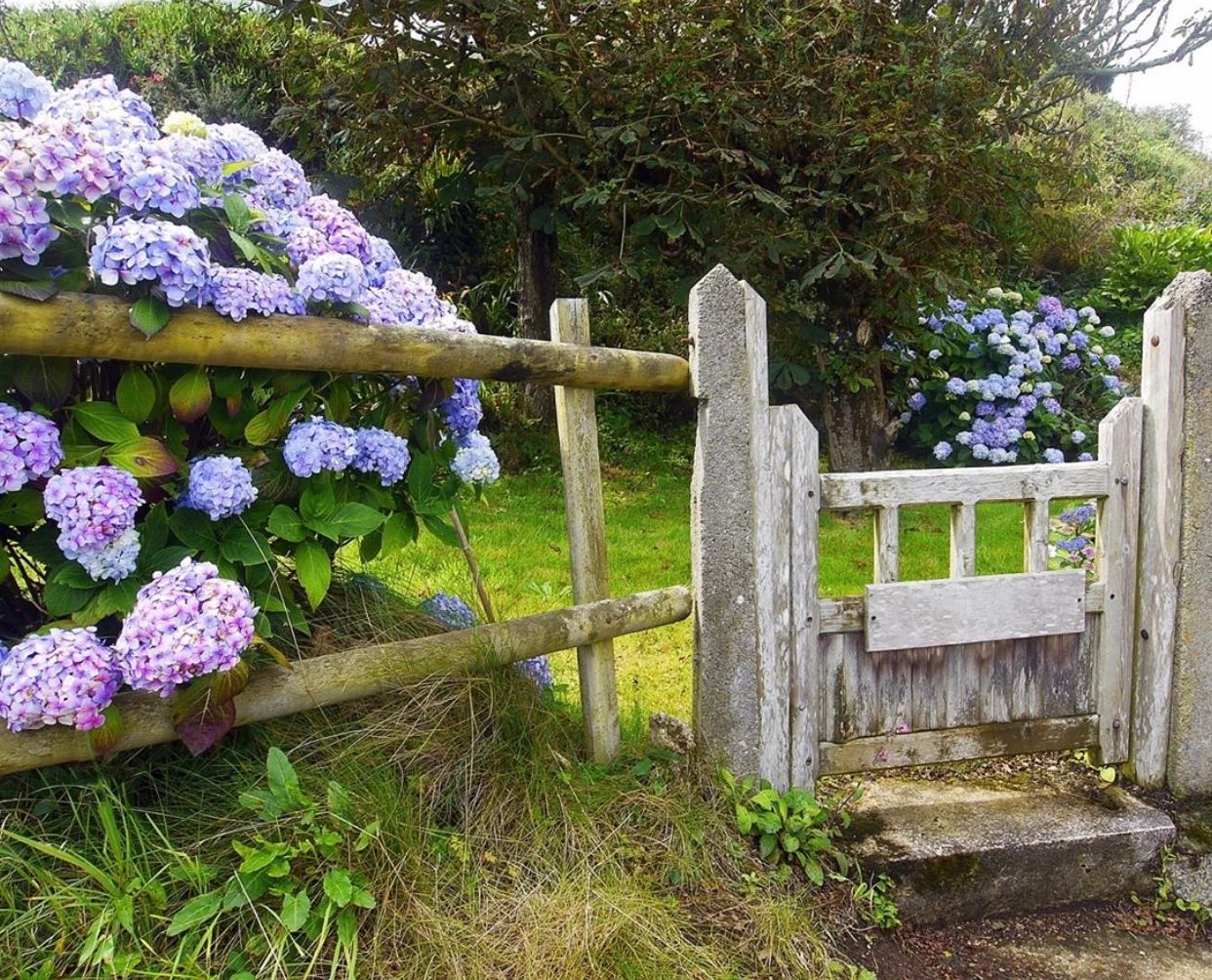 愿你能早日有個(gè)小院，種上花草，歡度余生